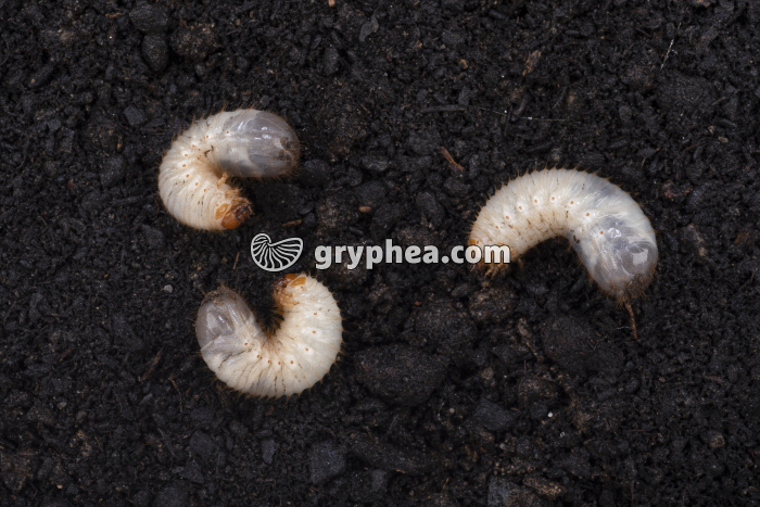 Hanneton - Larves au printemps - gryphea.com